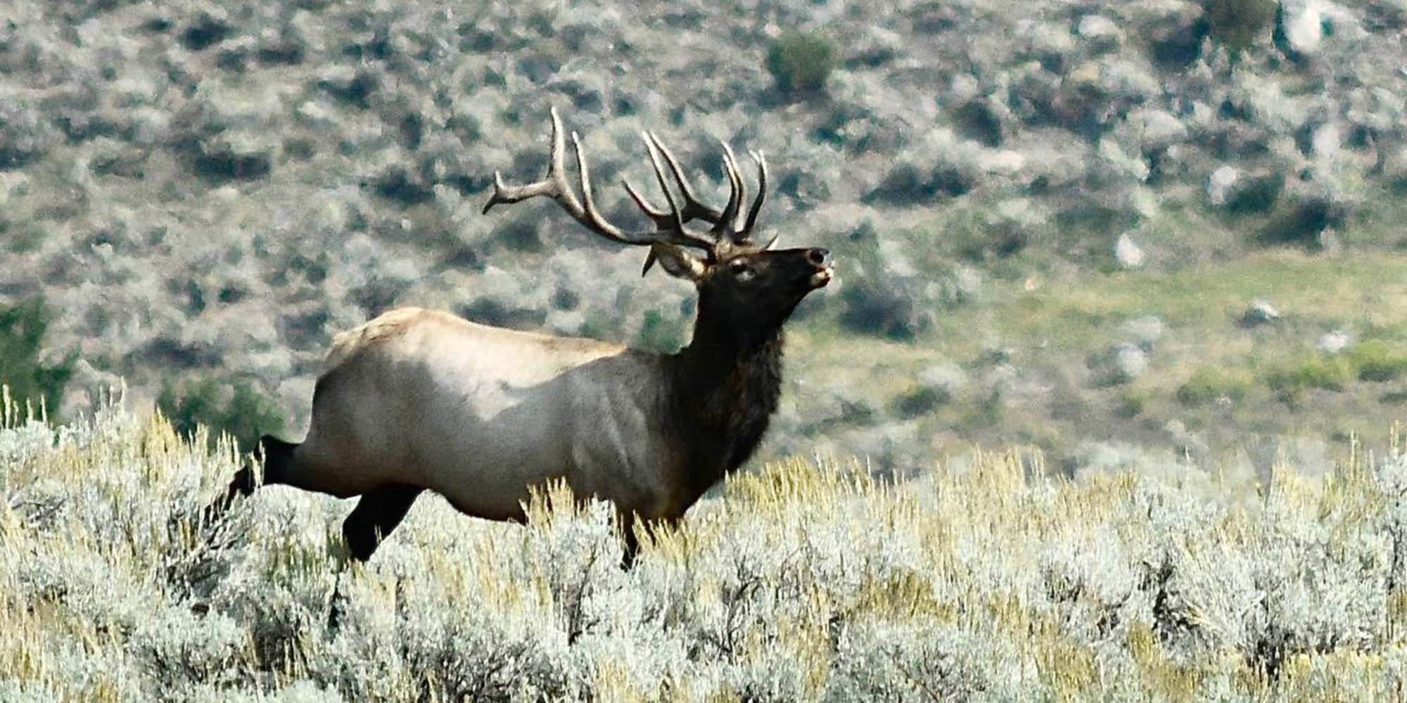 Whales in Baja waters Mexico
